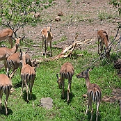 "Impala" Kruger National Park, South Africa
